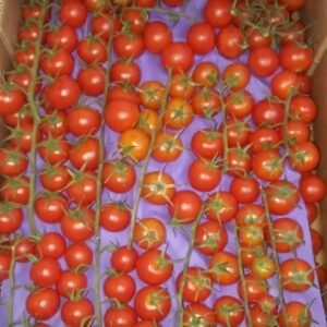 Tomate Cherry rama