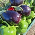 Verduras del terreno.